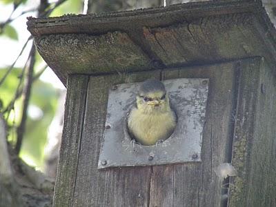 Crónicas Suecas - Capítulo 1: El Herrerillito