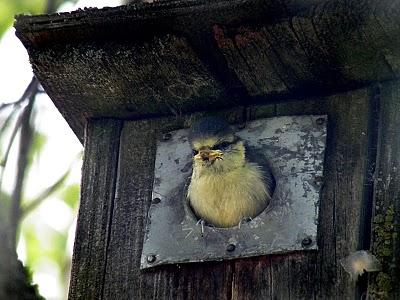 Crónicas Suecas - Capítulo 1: El Herrerillito