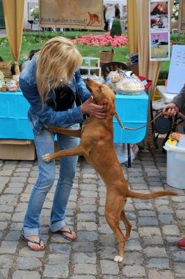 Historias de adoptados. Rona, Tuna y Beba