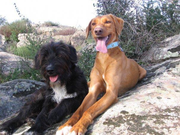 Historias de adoptados. Rona, Tuna y Beba