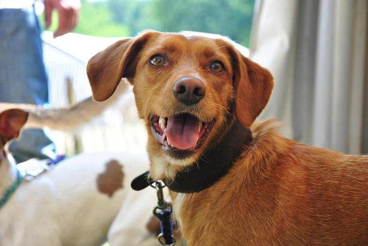 Historias de adoptados. Rona, Tuna y Beba