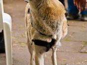 perros tres patas impulsan investigación robótica