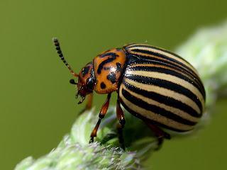 4 formas sencillas de olvidarnos del escarabajo de la patata