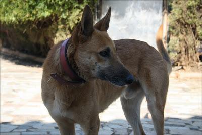 RUBIO, MALINOIS EN ADOPCIÓN‏.