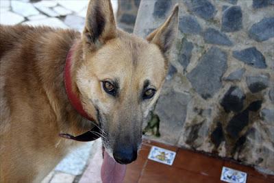 RUBIO, MALINOIS EN ADOPCIÓN‏.