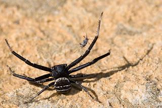 Xysticus kempeleni (Thorell, 1872) Araña cangrejo