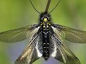 Libelloides hispanicus (Rambur, 1842)