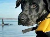 Perros rastreadores excrementos ayudan todo mundo salvar ballenas