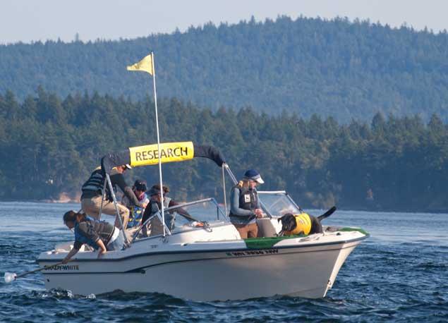 Tucker rastreando excrementos de orcas