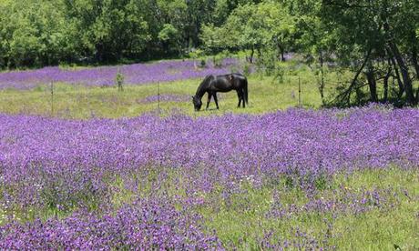 caballo-negro-sierra Otra vez de lunes