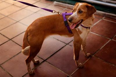 ABRIL, CORRE, ADÓPTALA!!!‏