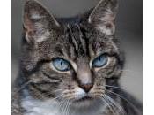 Vómitos gatos: Causas tratamiento