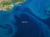 Floración fitoplancton color azul turquesa Negro