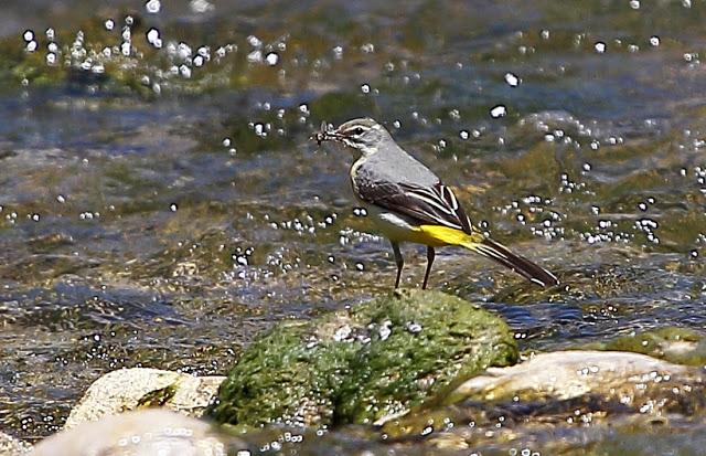 LAVANDERA CASCADEÑA