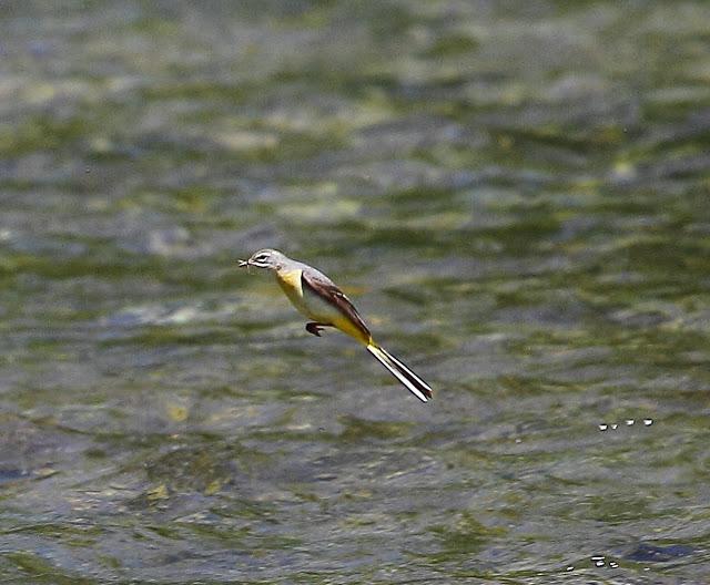 LAVANDERA CASCADEÑA