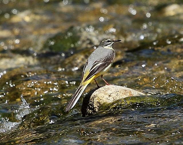 LAVANDERA CASCADEÑA