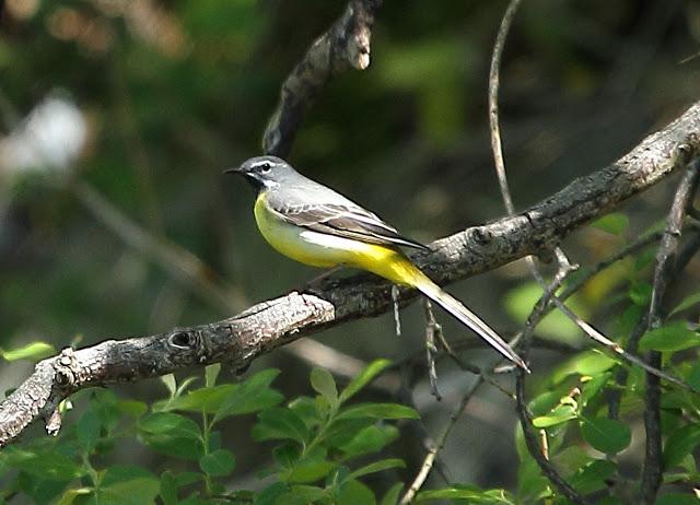 LAVANDERA CASCADEÑA