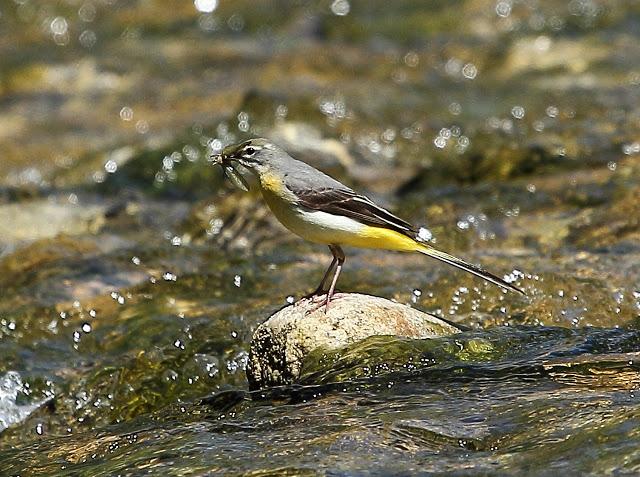 LAVANDERA CASCADEÑA