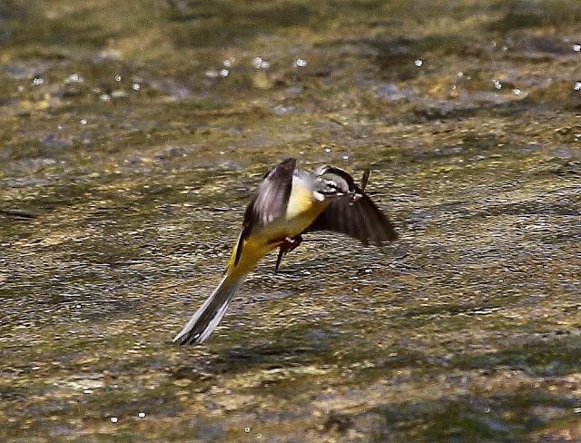 LAVANDERA CASCADEÑA