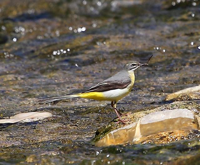 LAVANDERA CASCADEÑA