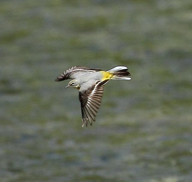 LAVANDERA CASCADEÑA