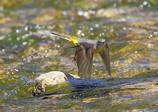 LAVANDERA CASCADEÑA