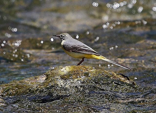 LAVANDERA CASCADEÑA