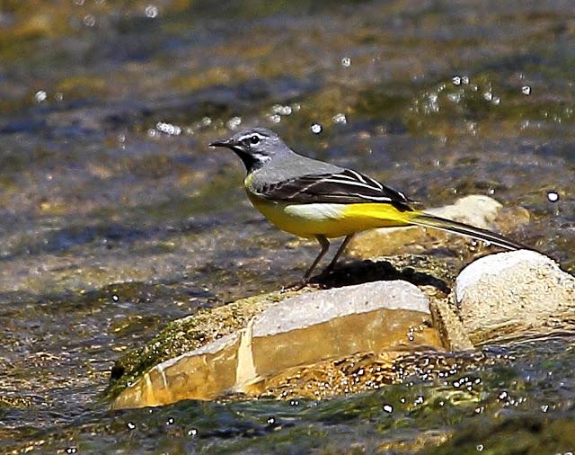 LAVANDERA CASCADEÑA