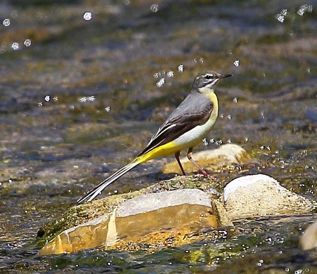 LAVANDERA CASCADEÑA
