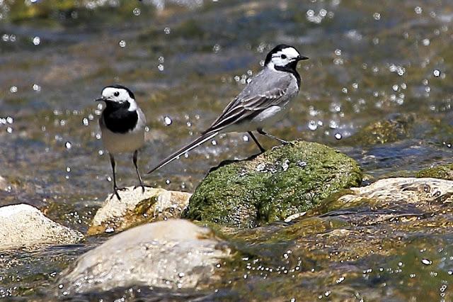 LAVANDERA CASCADEÑA