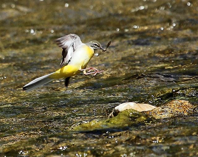 LAVANDERA CASCADEÑA