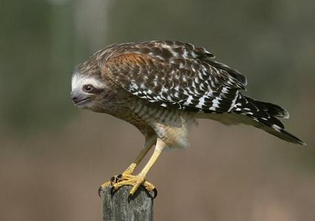 02 Nuevas especies halladas gracias a photoshop