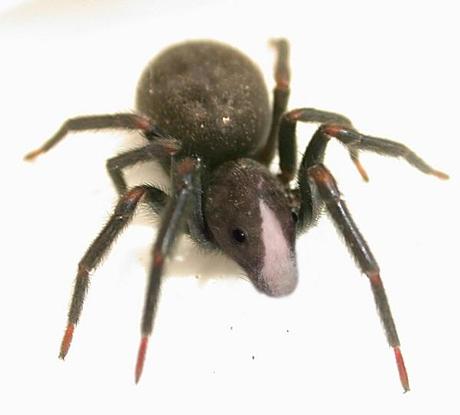 12 Nuevas especies halladas gracias a photoshop