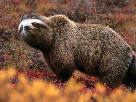 15 Nuevas especies halladas gracias a photoshop