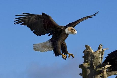 10 Nuevas especies halladas gracias a photoshop