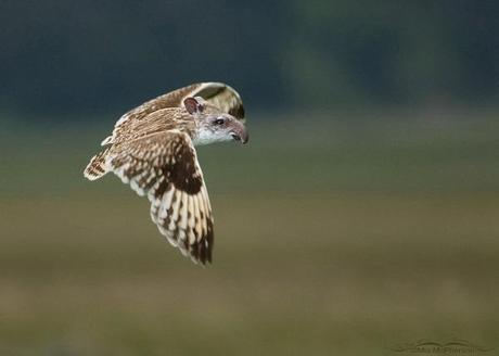 14 Nuevas especies halladas gracias a photoshop