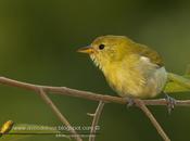 Saira dorada (Guira Tanager) hembra