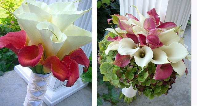 LA CALA, UNA FLOR ELEGANTE