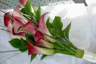 LA CALA, UNA FLOR ELEGANTE