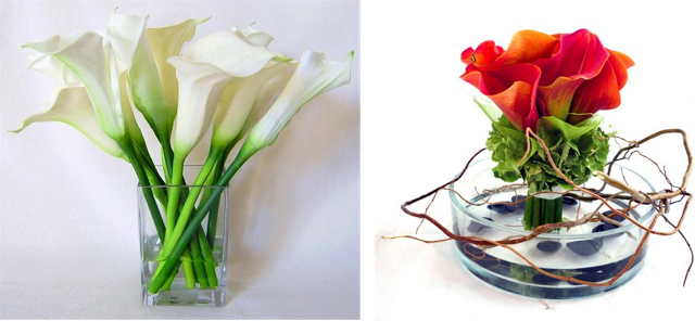 LA CALA, UNA FLOR ELEGANTE