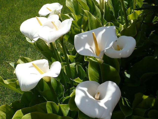 LA CALA, UNA FLOR ELEGANTE