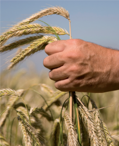 VENTAJAS DE LA AGRICULTURA ECOLÓGICA