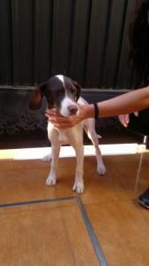 verdi 168x300 Día del perro sin raza: Tú eres único, tu  perro también