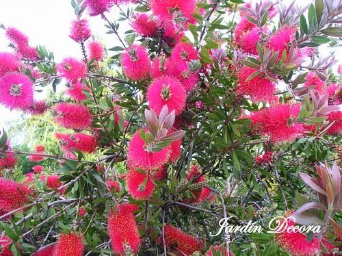 arbusto-limpiatubos-en-plena-floración