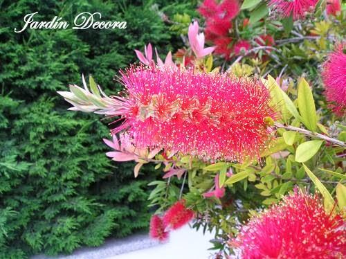 flor-del-callistemon-citrinus