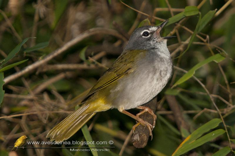 Canta el Arañero silbón (White-rimmed Warbler)