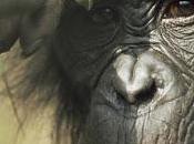 moral humana proviene simios