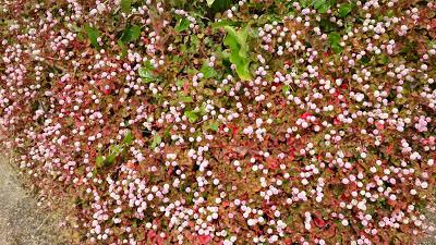 La fiesta de la Virgen de la Saleta, ¡un precioso día primaveral!