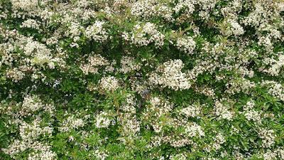 La fiesta de la Virgen de la Saleta, ¡un precioso día primaveral!