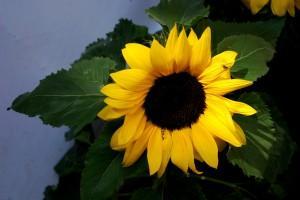 Sueños amarillos (Temps de Flors, Girona, maig 2013) SUEÑOS AMARILLOS…